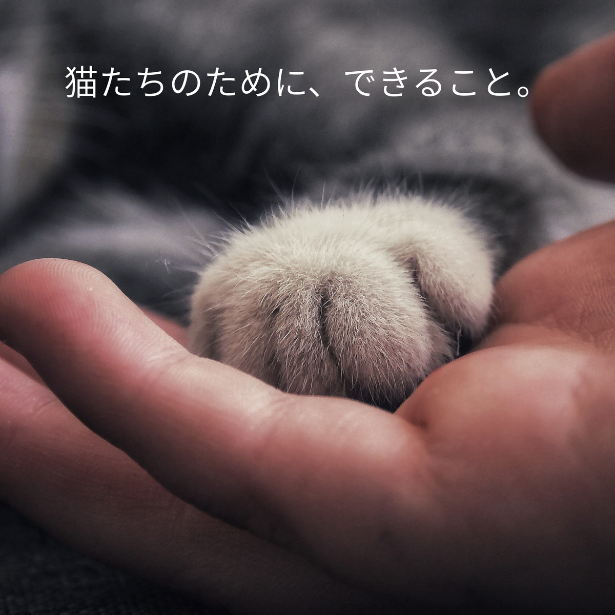 9月20日〜26日は「動物愛護週間」🐈