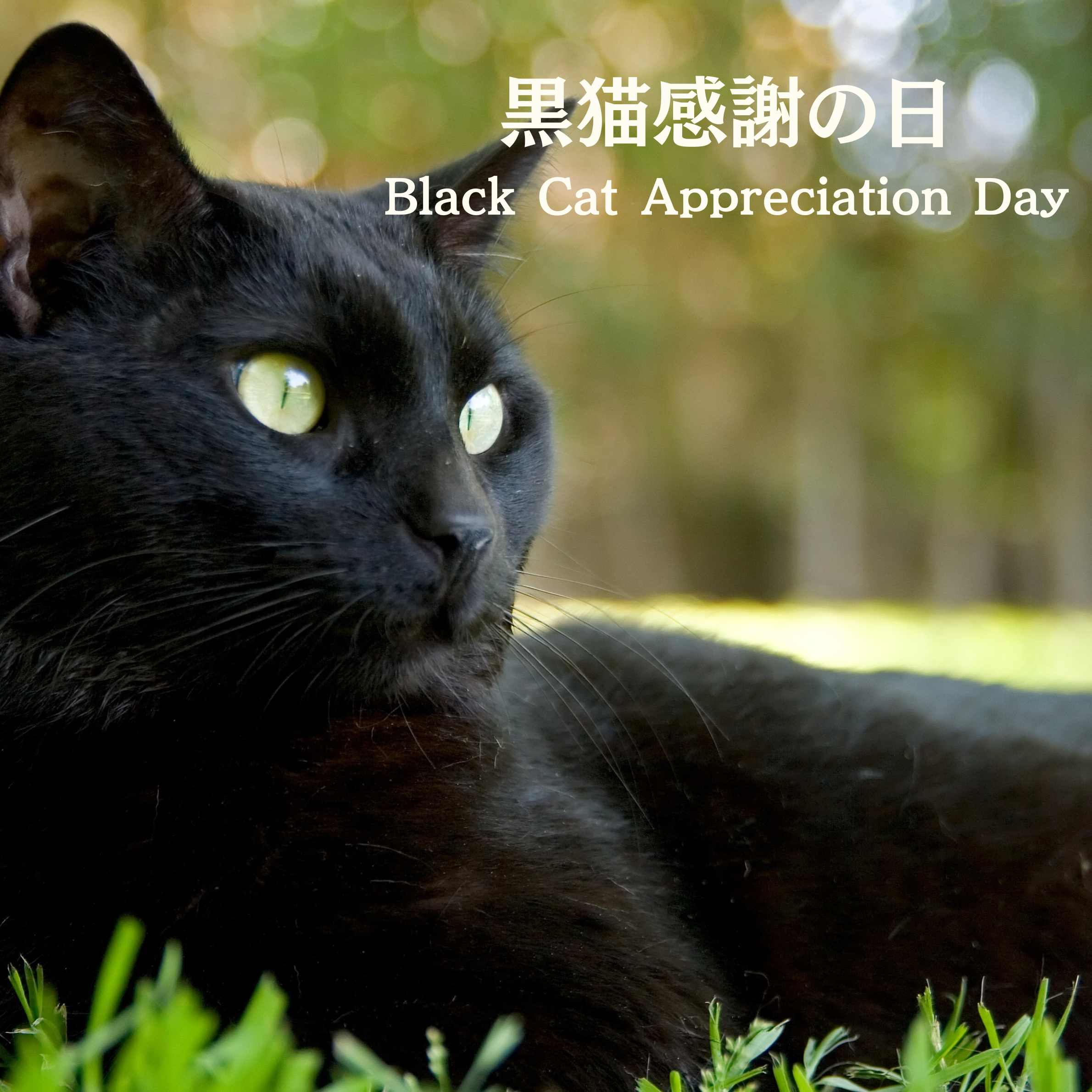 「黒猫感謝の日」は、一匹の黒猫から始まりました🐈⬛