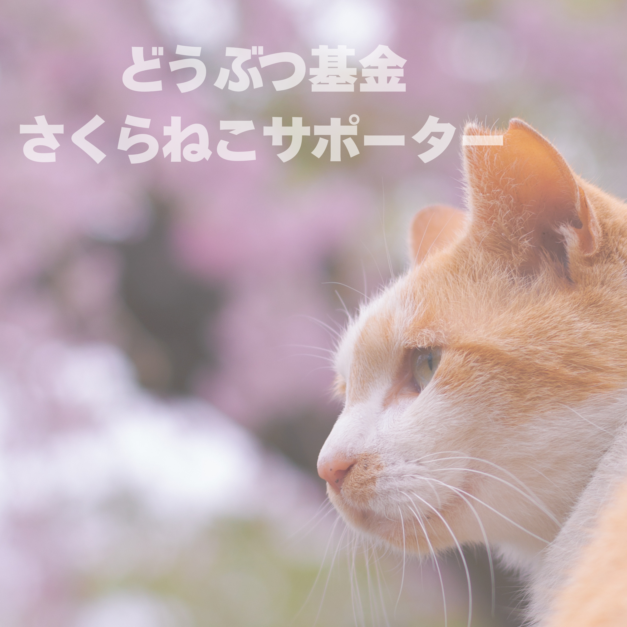 「さくらねこサポーター」とは?Cats of Philosophiiの保護猫支援活動について🌸
