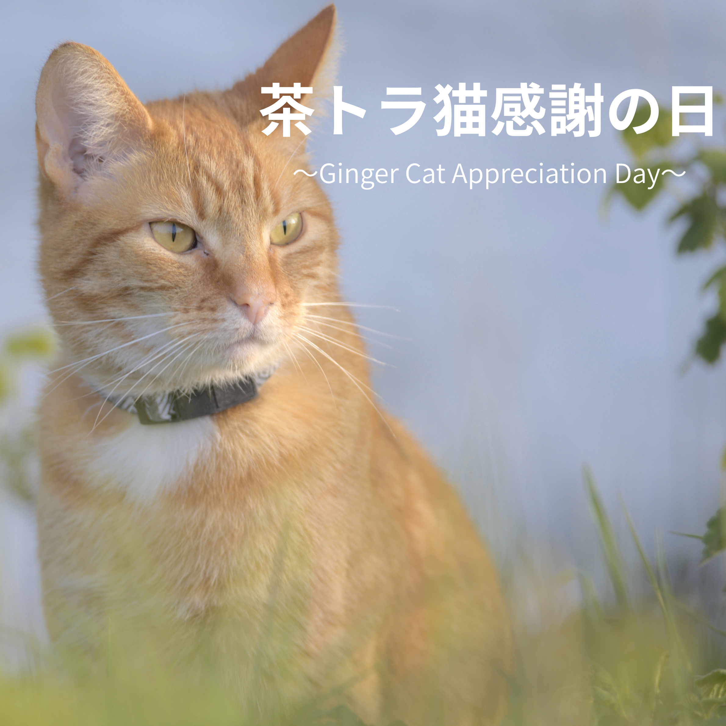 🐈 9月1日は「茶トラ猫感謝の日」